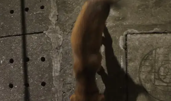 女子家经常喂流浪狗,小狗以为自己是家里的一员了 女子家经常喂流浪狗,小狗以为自己是家里的一员了