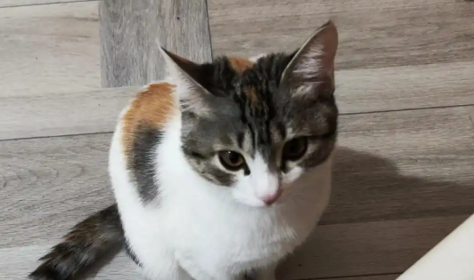 猫咪腹泻一般几天好 猫咪腹泻一般几天好