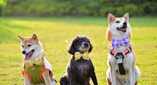 放大“陪伴”价值,宠物经济如何激发全链条创新 放大“陪伴”价值,宠物经济如何激发全链条创新