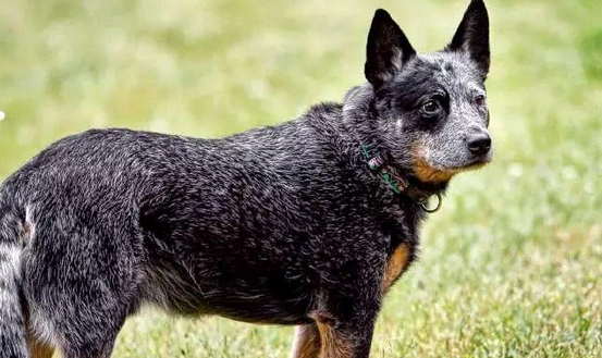 澳洲牧牛犬护主吗？从性格到到表现带你全面了解