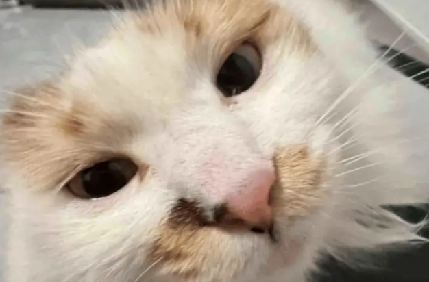 小姐姐家的小猫半夜不睡觉,把摇粒绒外套舔直了 小姐姐家的小猫半夜不睡觉,把摇粒绒外套舔直了