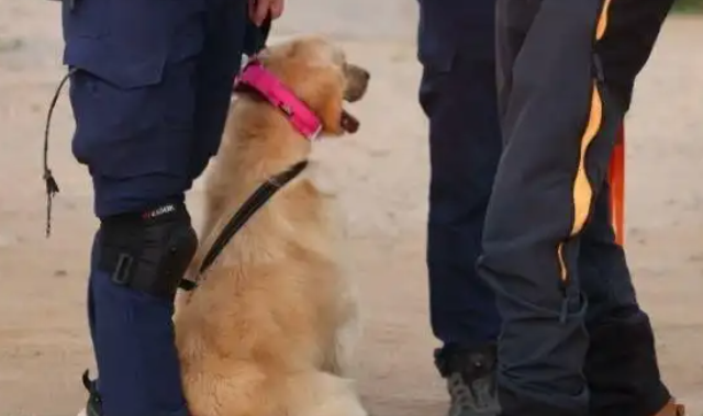 流浪犬逆袭为国际认证搜救犬，它的故事令人感动