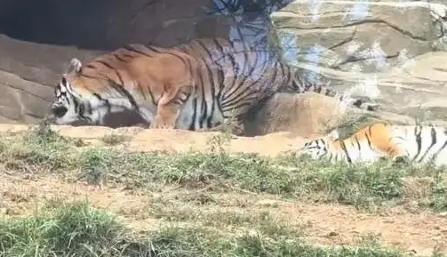 虎毒不食子?云南一200斤老虎产下死崽当即吃掉 虎毒不食子?云南一200斤老虎产下死崽当即吃掉