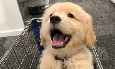 狗狗得了尿道炎有什么症状 狗狗得了尿道炎有什么症状