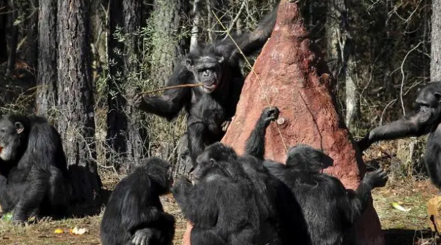59岁黑猩猩拒绝进食,直到听到了熟悉的声音后,奇迹居然发生了 59岁黑猩猩拒绝进食,直到听到了熟悉的声音后,奇迹居然发生了