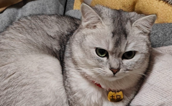 银渐层猫智商大揭秘：这货怕不是偷偷装了 “小脑袋”？