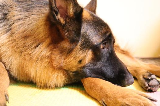 德国牧羊犬的平均寿命有多久?通常为9到13年 德国牧羊犬的平均寿命有多久?通常为9到13年