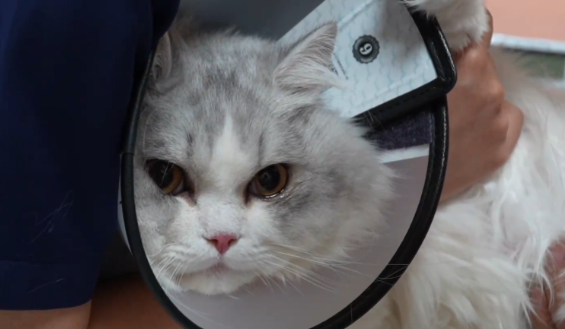 精细养宠渐成潮流 夏日宠物经济持续升温 精细养宠渐成潮流 夏日宠物经济持续升温