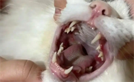 猫咪口腔溃疡吃什么药好得快