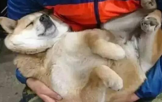 大黄狗陪主人卖菜困到不行,主人抱着它,狗狗:来生还认你当主人 大黄狗陪主人卖菜困到不行,主人抱着它,狗狗:来生还认你当主人