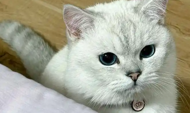 为什么养银渐层猫的人多？藏在细节里的感官小天才