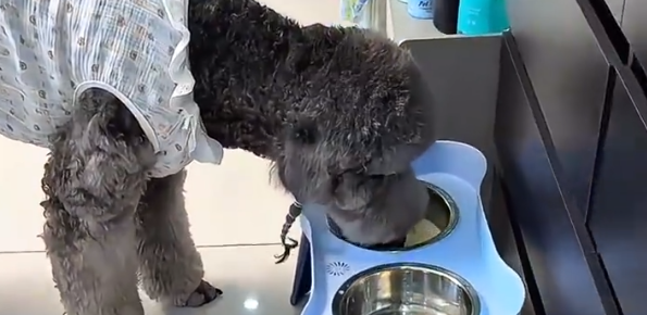 女子这天破天荒早起,发现狗子每天都有鲜奶喝 女子这天破天荒早起,发现狗子每天都有鲜奶喝