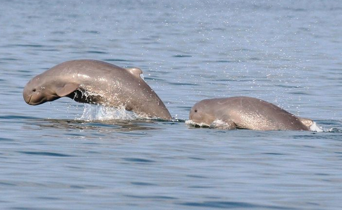 江豚用什么呼吸