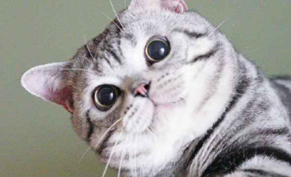 美国短毛猫的性格密码:温顺包容的“家庭粘合剂 美国短毛猫的性格密码:温顺包容的“家庭粘合剂