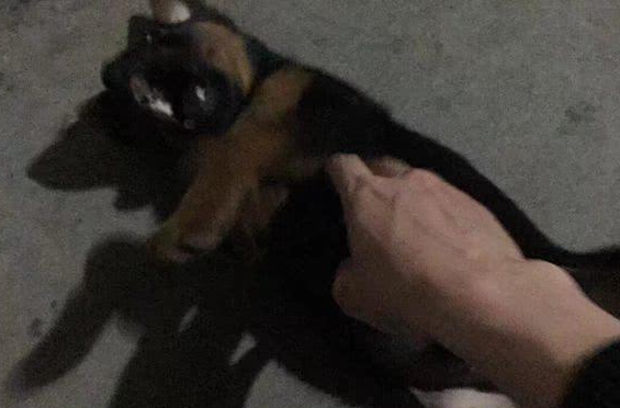 饭香味引到家里的流浪小黑狗,女孩:把小可怜虫留下行吗? 饭香味引到家里的流浪小黑狗,女孩:把小可怜虫留下行吗?