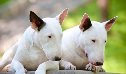 古老又普遍的犬种有哪些?牛头梗位居其中! 古老又普遍的犬种有哪些?牛头梗位居其中!