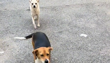 狗子跑出门,女子找到时,狗子假装不认识她 狗子跑出门,女子找到时,狗子假装不认识她