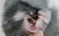 猫咪耳螨怎么彻底清除