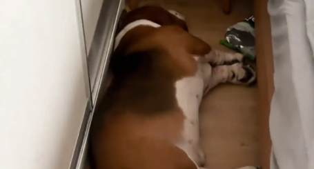 女子早上遛狗,但是狗子起不来,每次都要叫半天 女子早上遛狗,但是狗子起不来,每次都要叫半天