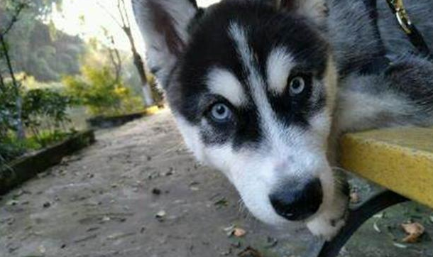 狗狗出售一个月卖家来寻,竟然还想要回去,理由让人很无语 狗狗出售一个月卖家来寻,竟然还想要回去,理由让人很无语