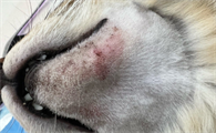 猫咪皮肤病会传染给健康的猫吗