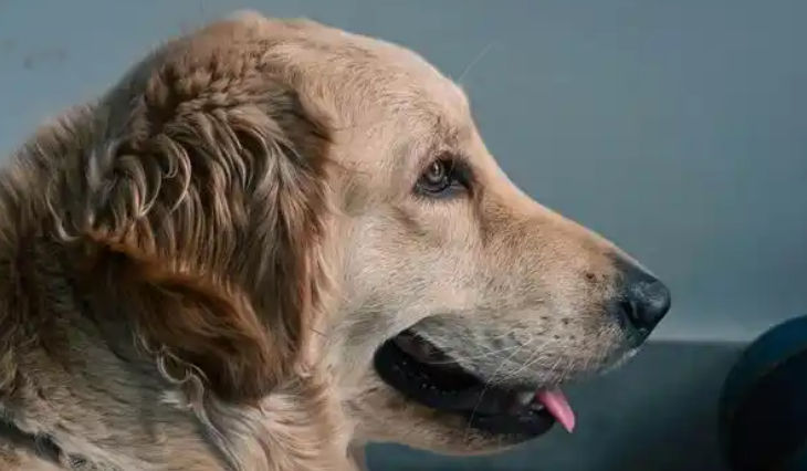 上海宠物消费指数报告发布:宠物店消费平均值431元 上海宠物消费指数报告发布:宠物店消费平均值431元