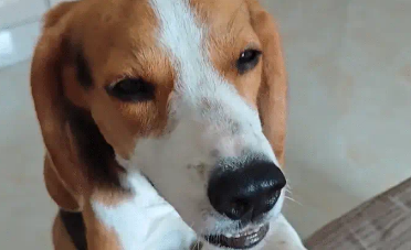 比格犬假哭想让主人带自己出去玩,听到是去上班瞬间不演了 比格犬假哭想让主人带自己出去玩,听到是去上班瞬间不演了