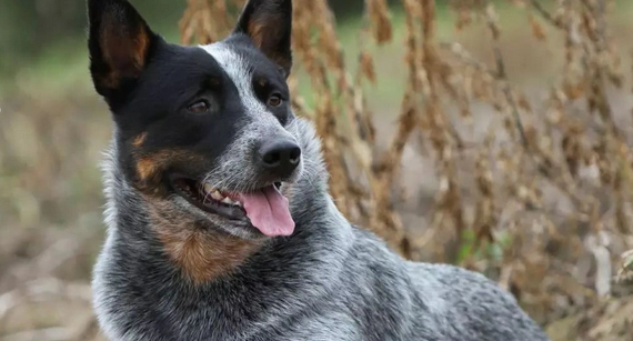 澳洲牧牛犬多少钱一只？影响价格的4大核心因素解析