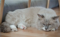 猫咪喘气时腹部起伏大正常吗