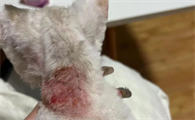猫得皮肤病吃什么药好