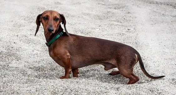 腊肠犬肾衰的常见治疗方案，养宠必看！