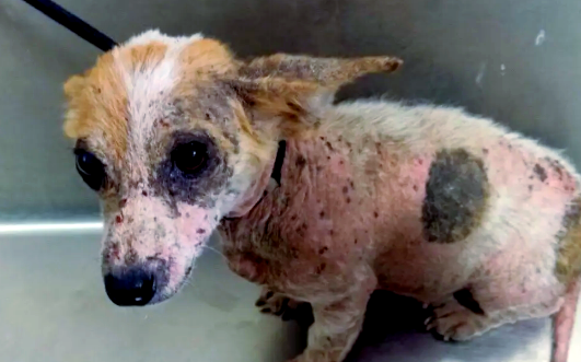 狗狗皮肤病怎么治疗能彻底根除 狗狗皮肤病怎么治疗能彻底根除