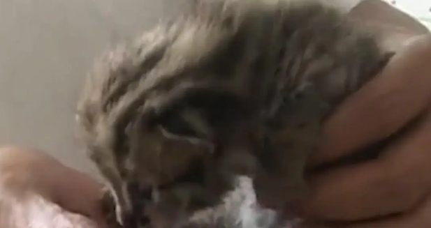 广东老太在山上捡了只小野猫养,养大后人懵了 广东老太在山上捡了只小野猫养,养大后人懵了