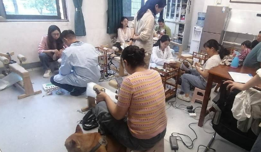 “汪星人”也扎针？！川农大动物医院银针艾草给狗狗治瘫痪火了