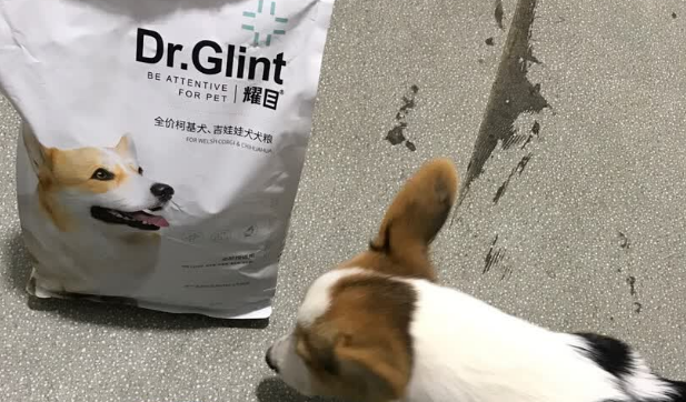 柯基狗粮推荐高性价比款：耀目狗粮完美适配柯基体质！