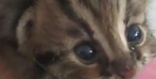 广东老太在山上捡了只小野猫养,养大后人懵了 广东老太在山上捡了只小野猫养,养大后人懵了