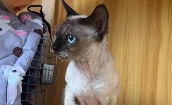 玛氏全球调查:83%宠主认为宠物有益心理健康 玛氏全球调查:83%宠主认为宠物有益心理健康