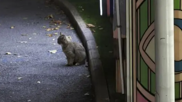 街边发现一只流浪猫，身上都是被人打伤的痕迹，依旧亲人