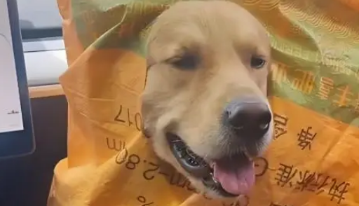 住院主人忘收芝麻,大金毛叼来雨布遮盖! 住院主人忘收芝麻,大金毛叼来雨布遮盖!