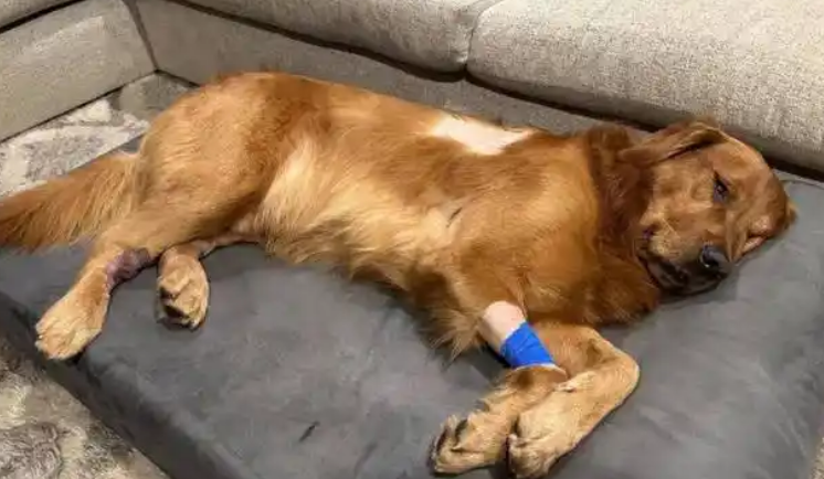 从狗狗打架到病犬三倍赔,三起涉宠纠纷教你如何维权 从狗狗打架到病犬三倍赔,三起涉宠纠纷教你如何维权