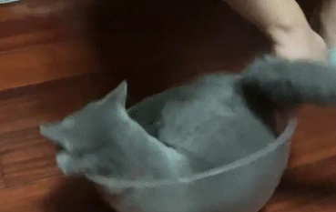 男子把猫咪放碗里转圈，猫咪走路晕头转向