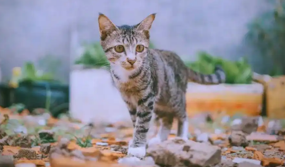 猫咪气管炎会导致呼吸困难吗 猫咪气管炎会导致呼吸困难吗