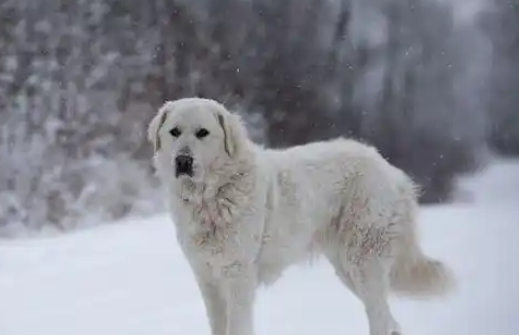 大白熊犬可以长多大?繁殖这些要点别忽视 大白熊犬可以长多大?繁殖这些要点别忽视