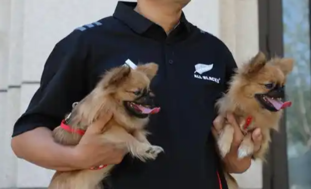 青岛农业大学AI辅助克隆犬技术突破，前景可瞻