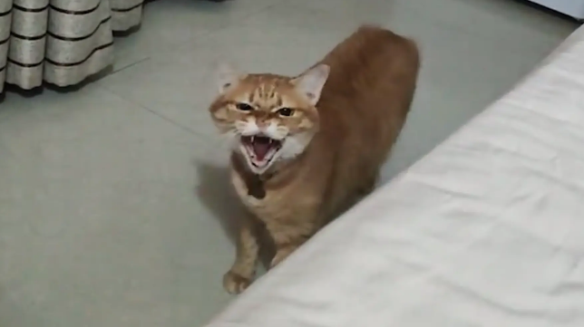 男子去女友家，抢了猫咪的位置，猫咪对着他哈气