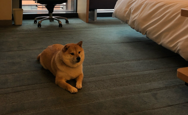 迪拜出台「豪华宠物公寓」标准:配备泳池、SPA 和专属电梯 迪拜出台「豪华宠物公寓」标准:配备泳池、SPA 和专属电梯