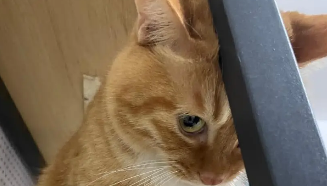 爸爸吐槽猫不会抓老鼠,结果……被猫“报复” 爸爸吐槽猫不会抓老鼠,结果……被猫“报复”