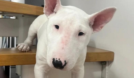 古老又普遍的犬种有哪些?牛头梗位居其中! 古老又普遍的犬种有哪些?牛头梗位居其中!