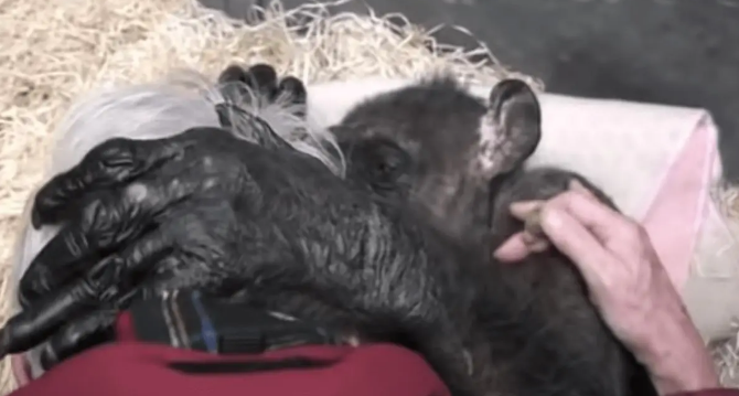 59岁黑猩猩拒绝进食,直到听到了熟悉的声音后,奇迹居然发生了 59岁黑猩猩拒绝进食,直到听到了熟悉的声音后,奇迹居然发生了