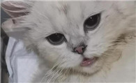猫咪肺炎难治愈么